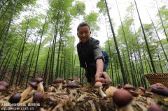 澳门太阳城赌场_澳门太阳城网址_澳门太阳城网站_贵州赤水：林下套种菌 节地